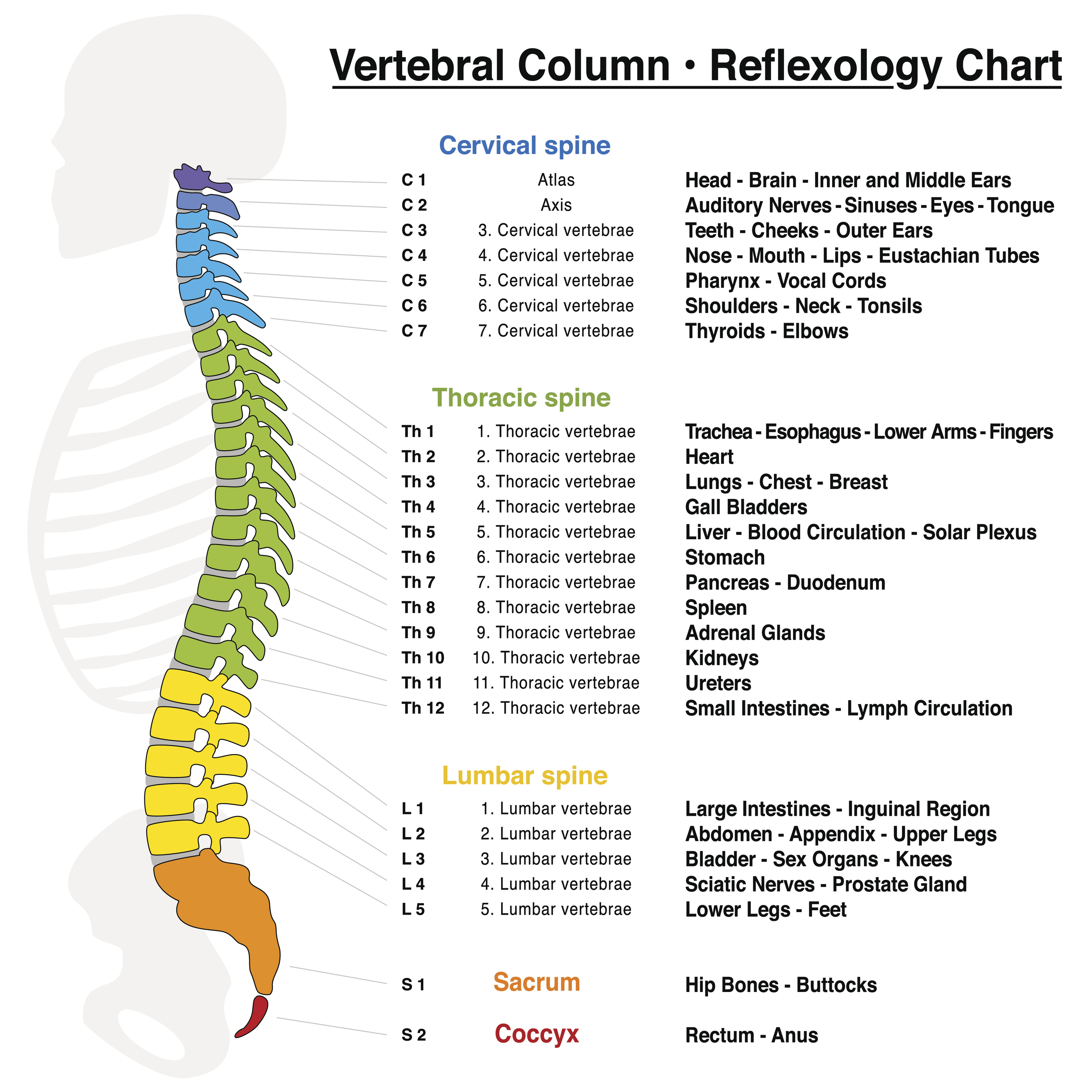 Spinal Cord Injury Levels And Function Chart