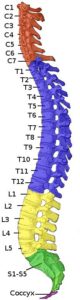 Spinal Cord Injury