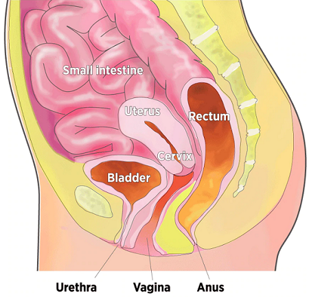 Organs in the pelvic cavity