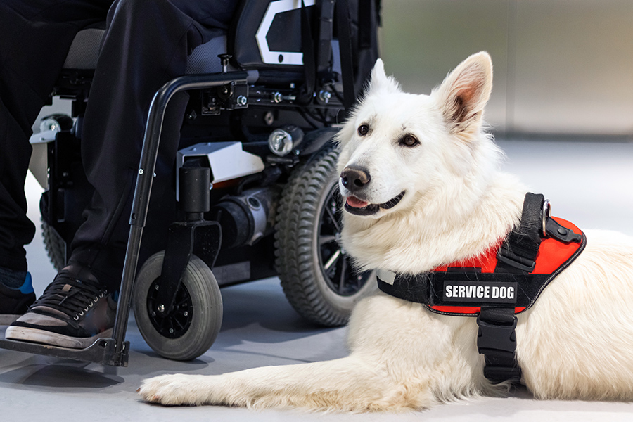 Service Animals for Spinal Cord Injury | Shield HealthCare