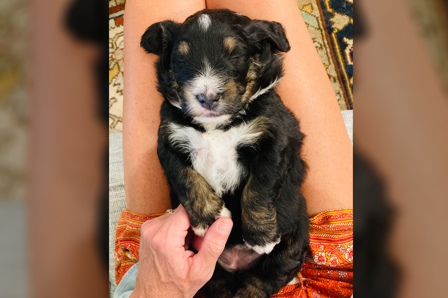 puppy for children with cerebral palsy