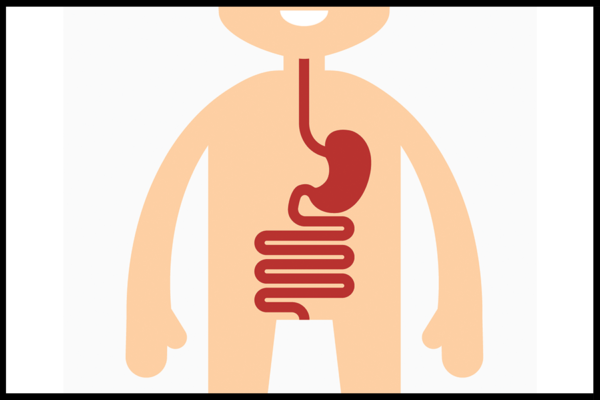 Overview of the GI Tract