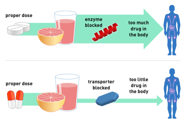 how grapefruit juice affects drugs